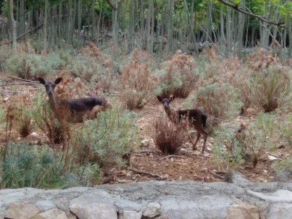 Daini a bordo strada nel villaggio di Punta Križa