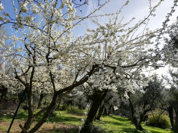 in piena fioritura primaverile