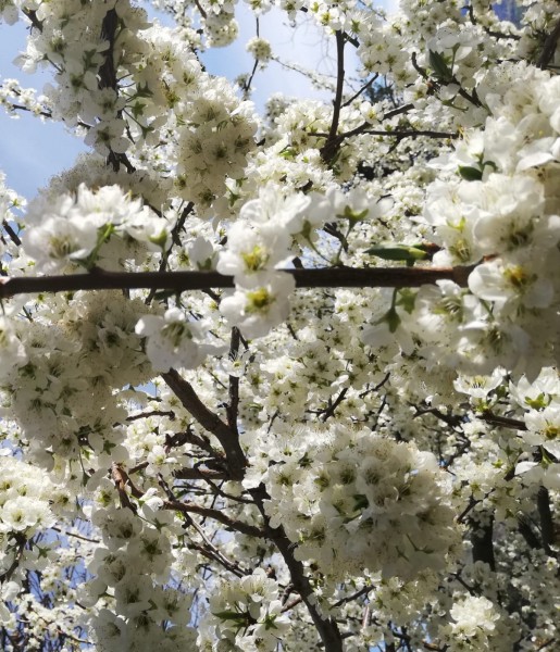 in piena fioritura primaverile