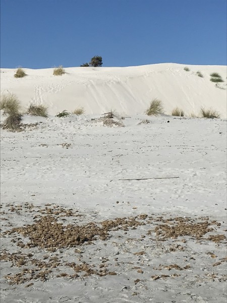 porto pino dune 2.JPG