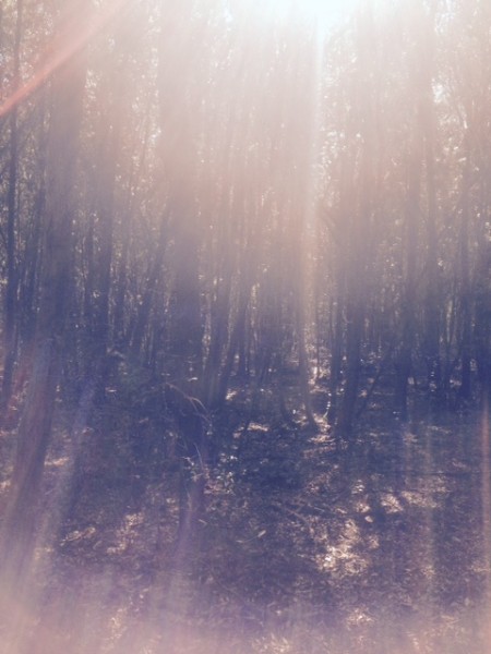 pineta.jpg (109.3 KiB) Visto 3811 volte pineta fatata