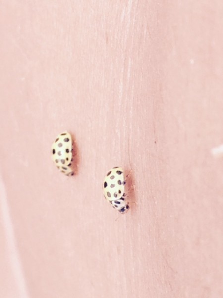 coccinelle.jpg (57.36 KiB) Visto 4222 volte coccinelle naturiste sulla mia pelle